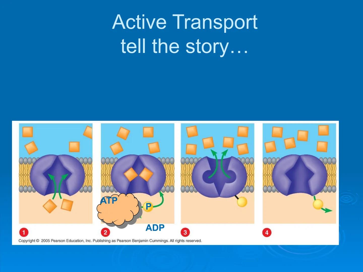 Membrane Structure and
Function Membranes organize the chemical
activities of cells.
Membrane Function
The outer plasma membrane
forms a bou