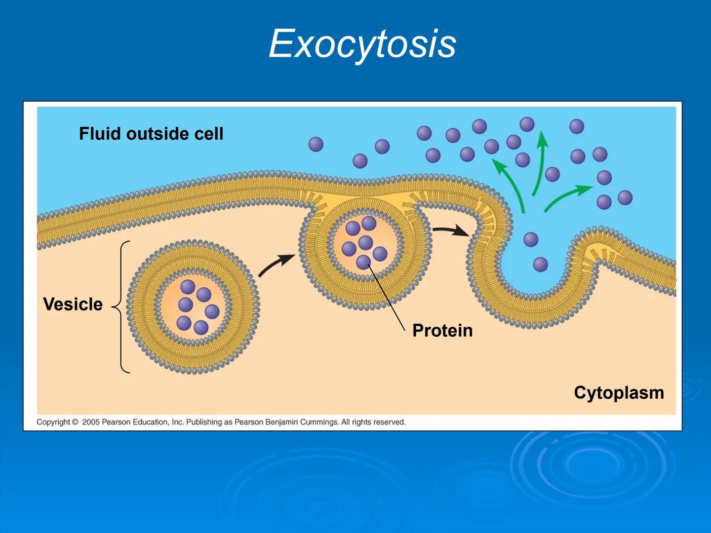 Membrane Structure and
Function Membranes organize the chemical
activities of cells.
Membrane Function
The outer plasma membrane
forms a bou