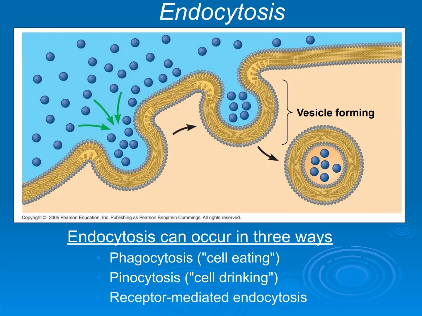 Membrane Structure and
Function Membranes organize the chemical
activities of cells.
Membrane Function
The outer plasma membrane
forms a bou