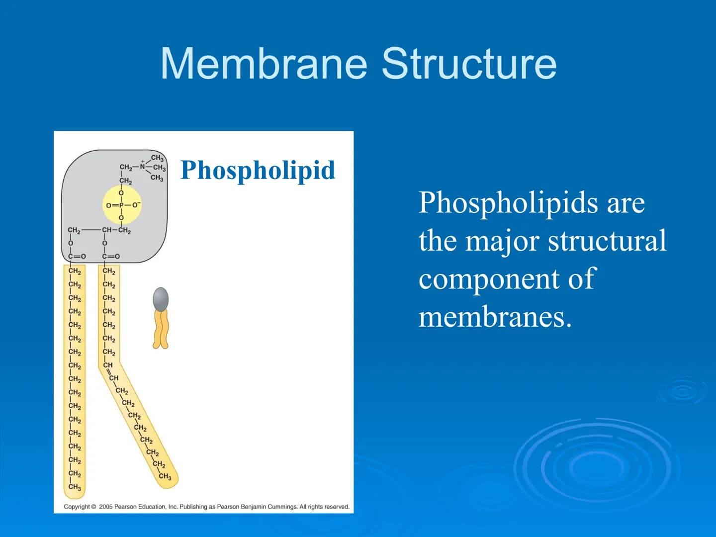 Membrane Structure and
Function Membranes organize the chemical
activities of cells.
Membrane Function
The outer plasma membrane
forms a bou