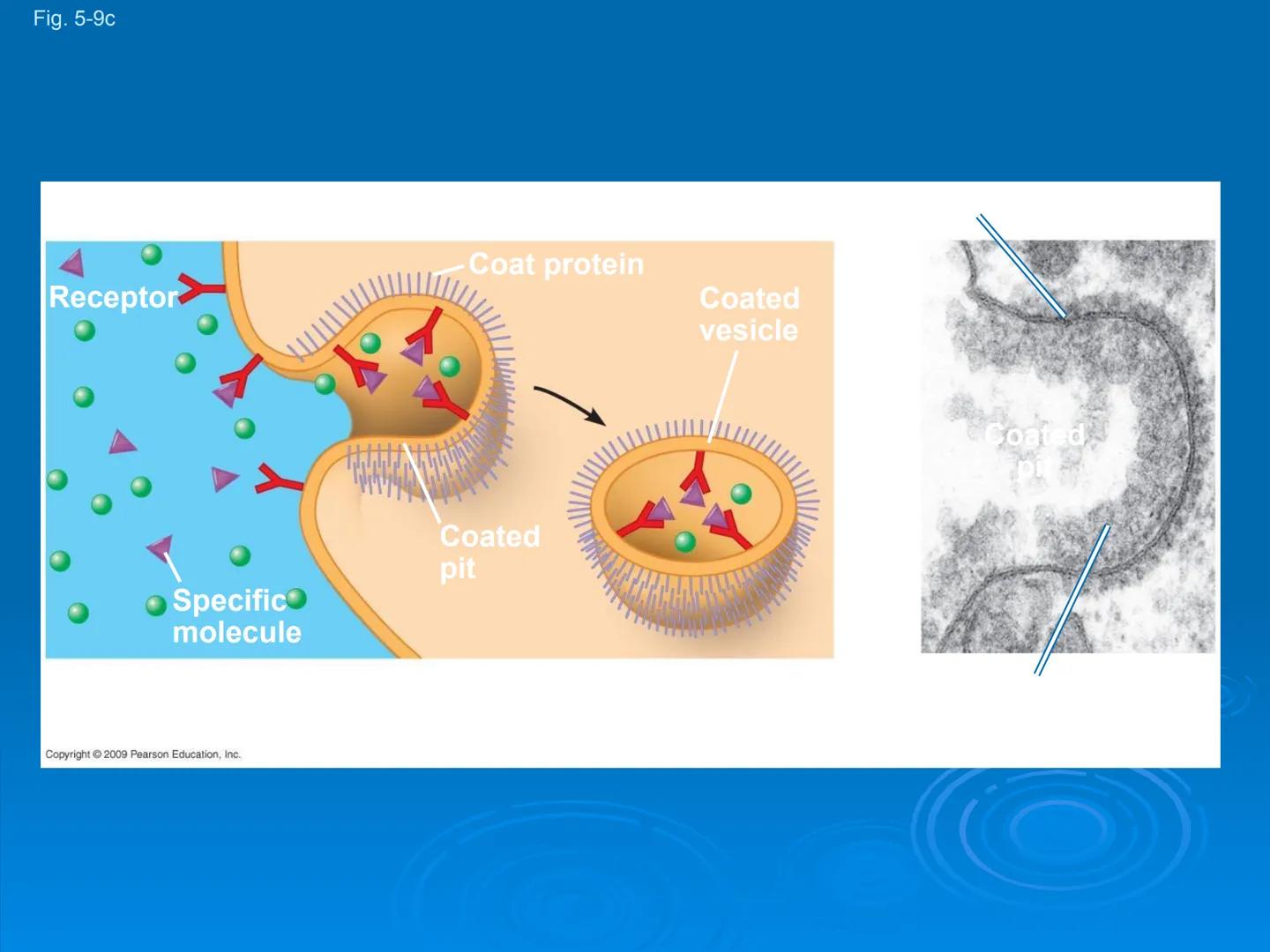 Membrane Structure and
Function Membranes organize the chemical
activities of cells.
Membrane Function
The outer plasma membrane
forms a bou