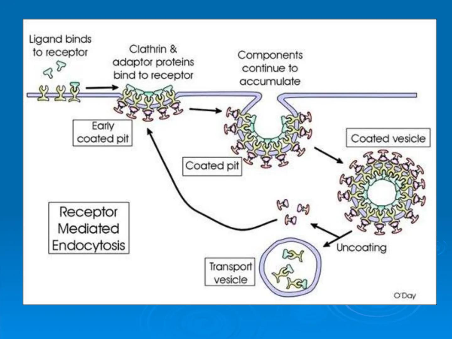 Membrane Structure and
Function Membranes organize the chemical
activities of cells.
Membrane Function
The outer plasma membrane
forms a bou