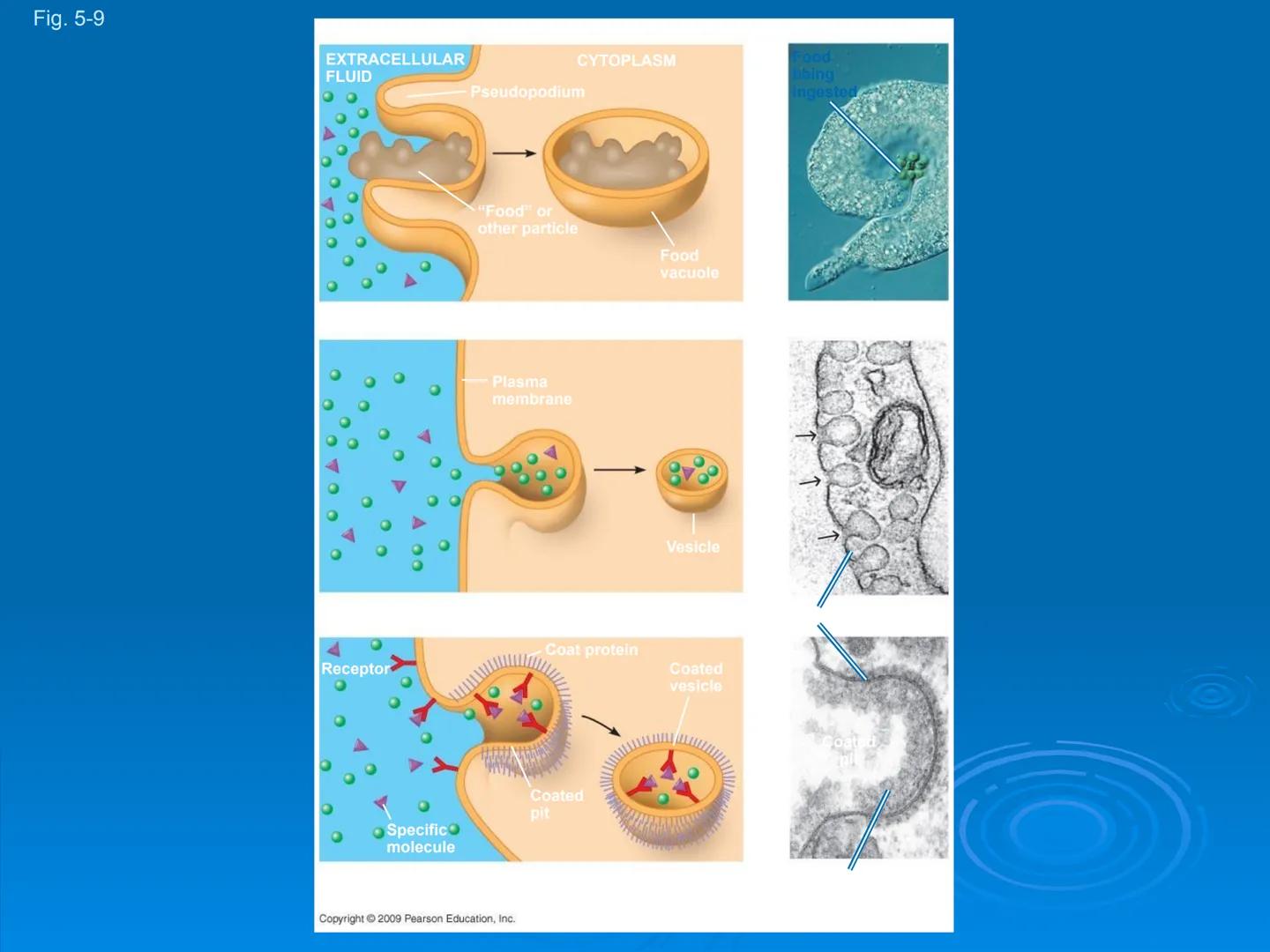 Membrane Structure and
Function Membranes organize the chemical
activities of cells.
Membrane Function
The outer plasma membrane
forms a bou