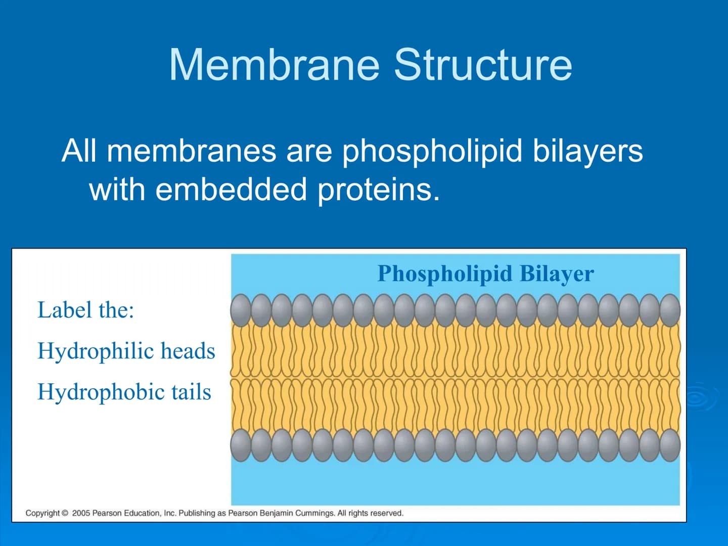 Membrane Structure and
Function Membranes organize the chemical
activities of cells.
Membrane Function
The outer plasma membrane
forms a bou