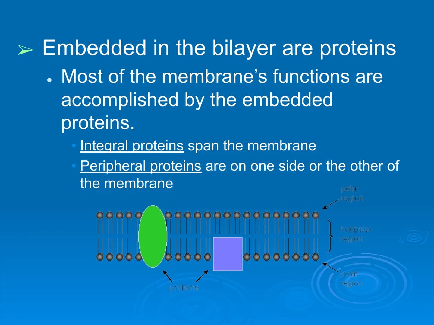 Membrane Structure and
Function Membranes organize the chemical
activities of cells.
Membrane Function
The outer plasma membrane
forms a bou