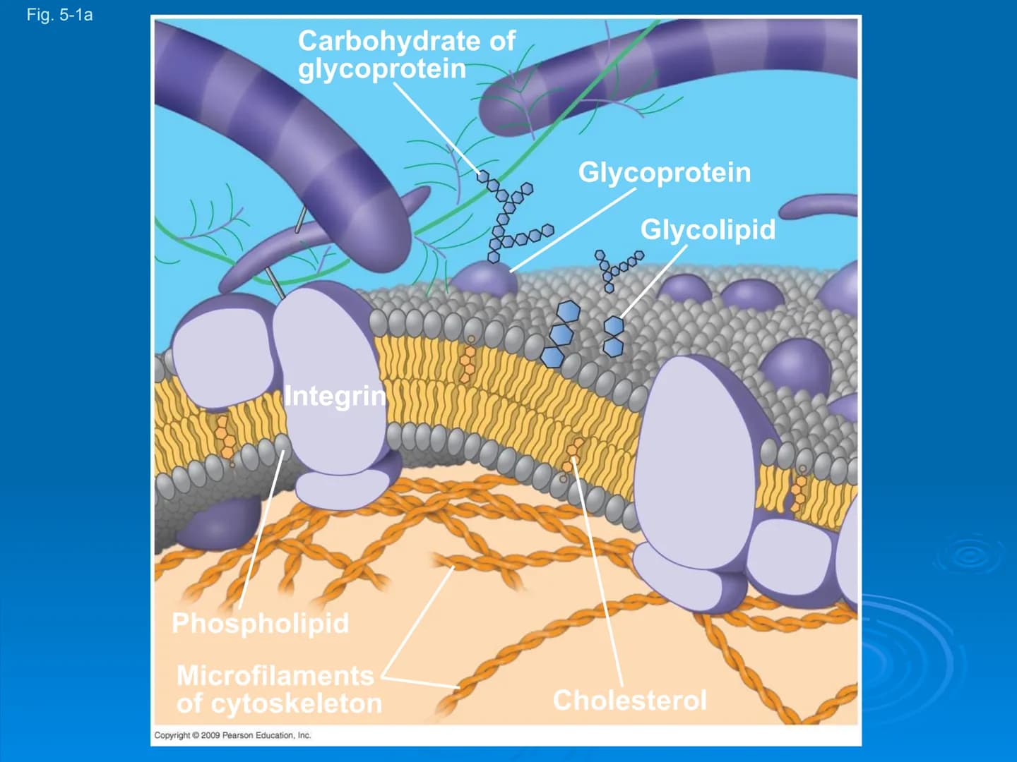 Membrane Structure and
Function Membranes organize the chemical
activities of cells.
Membrane Function
The outer plasma membrane
forms a bou