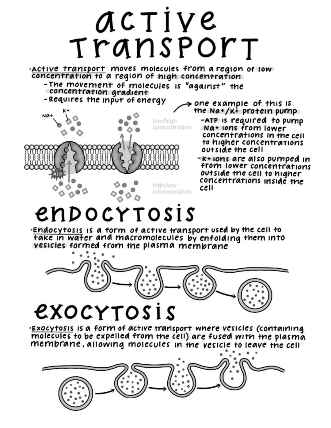 active
Transport
Active transport moves molecules from a region of low
concentration to a region of high concentration
-The movement of mole