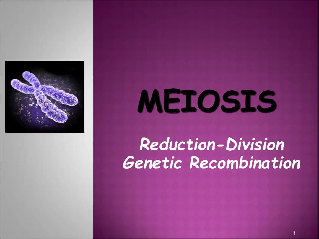 Meiosis: Stages, Reduction Division, and Genetic Recombination