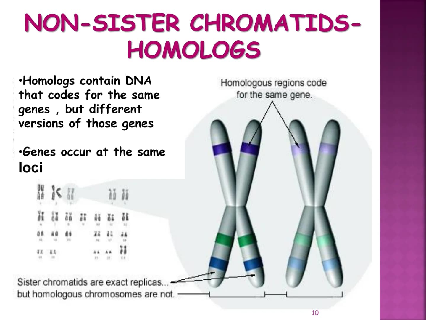 MEIOSIS
Reduction-Division
Genetic Recombination
1 MEIOSIS
The form of cell division by which
GAMETES, with HALF the
number of CHROMOSOMES, 