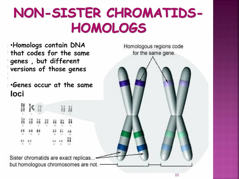 MEIOSIS
Reduction-Division
Genetic Recombination
1 MEIOSIS
The form of cell division by which
GAMETES, with HALF the
number of CHROMOSOMES, 