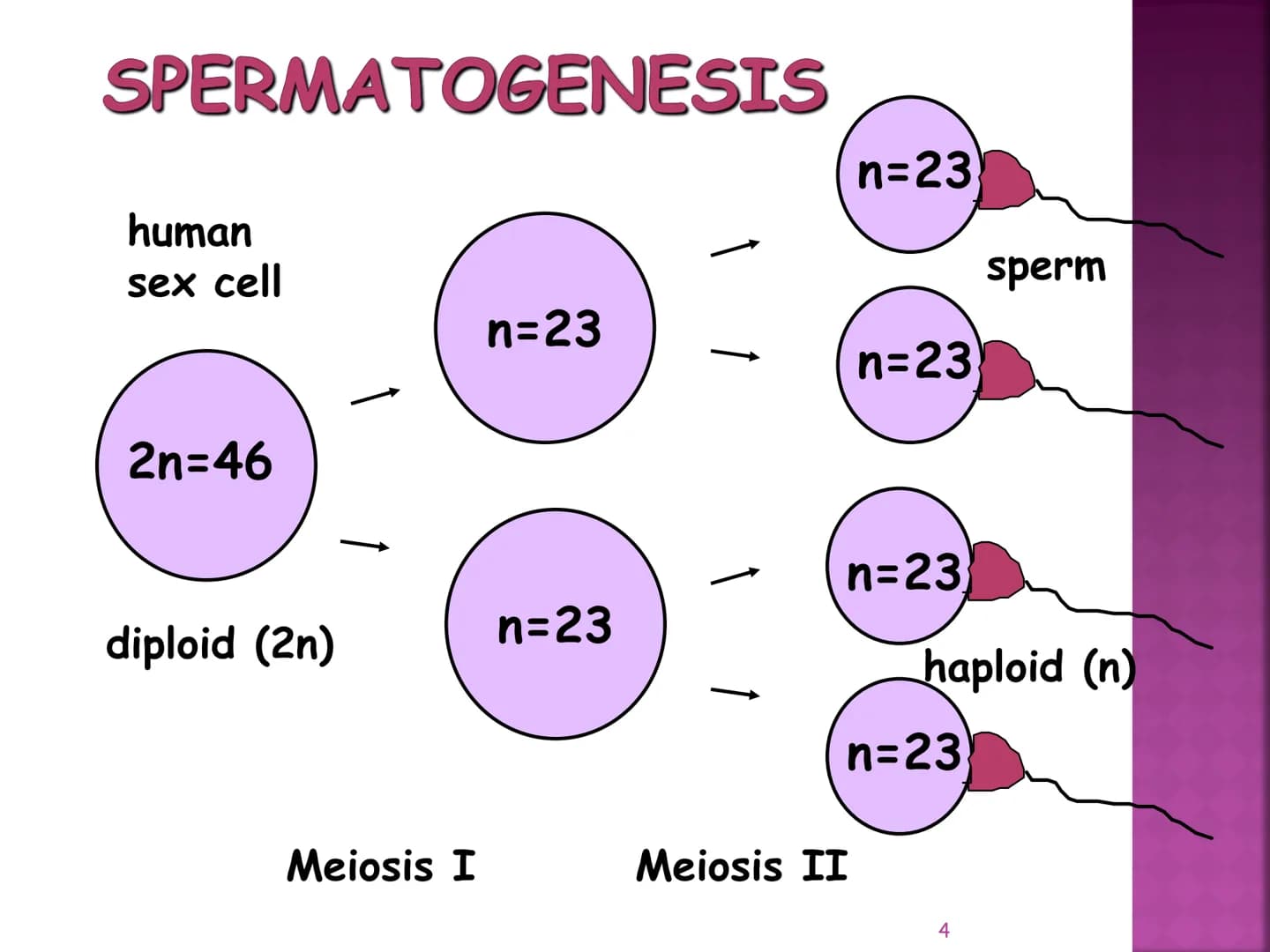 MEIOSIS
Reduction-Division
Genetic Recombination
1 MEIOSIS
The form of cell division by which
GAMETES, with HALF the
number of CHROMOSOMES, 