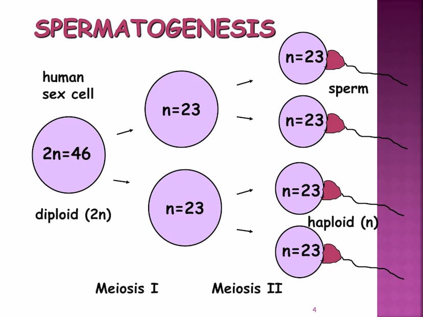 MEIOSIS
Reduction-Division
Genetic Recombination
1 MEIOSIS
The form of cell division by which
GAMETES, with HALF the
number of CHROMOSOMES, 