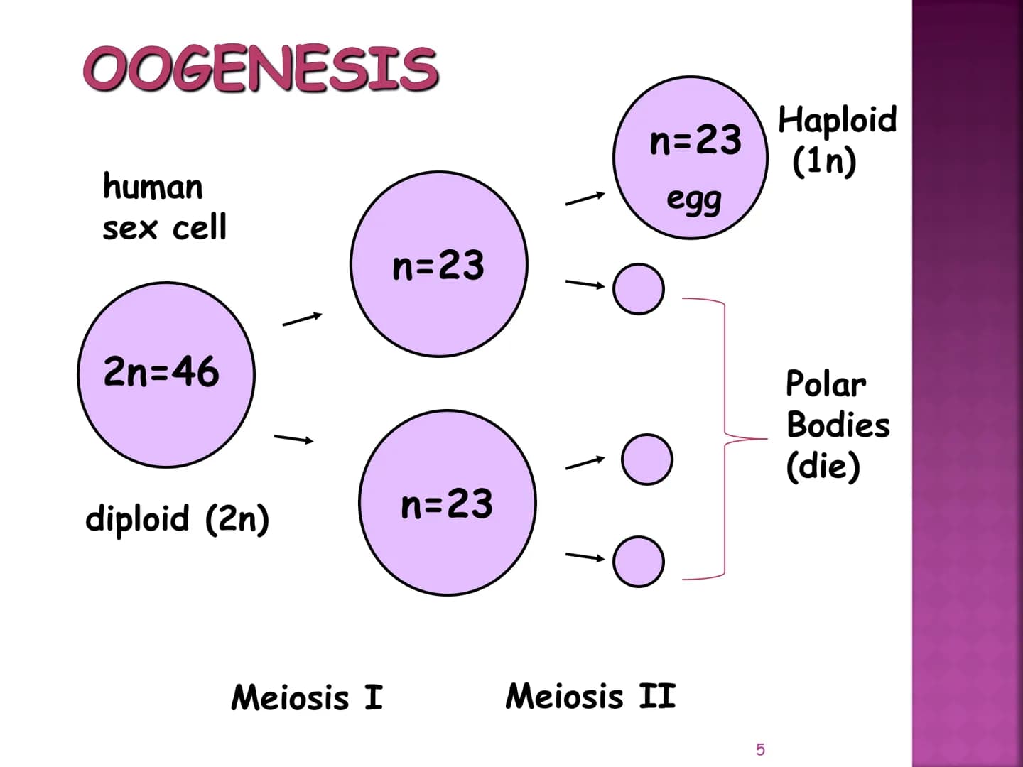MEIOSIS
Reduction-Division
Genetic Recombination
1 MEIOSIS
The form of cell division by which
GAMETES, with HALF the
number of CHROMOSOMES, 
