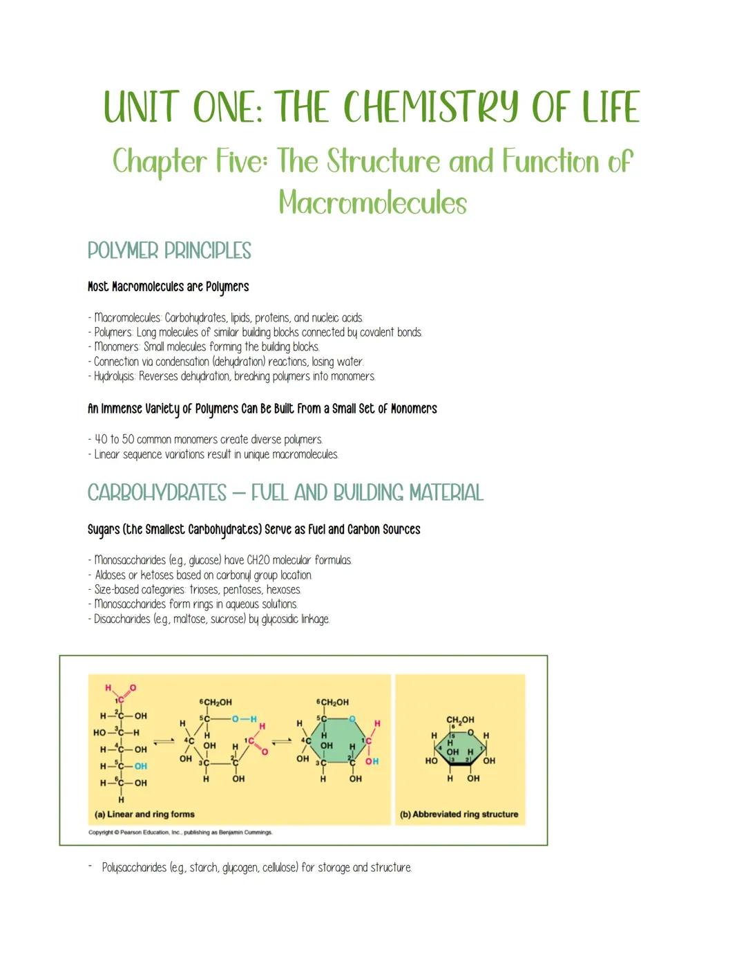 Exploring Macromolecules: Structure, Function, and More