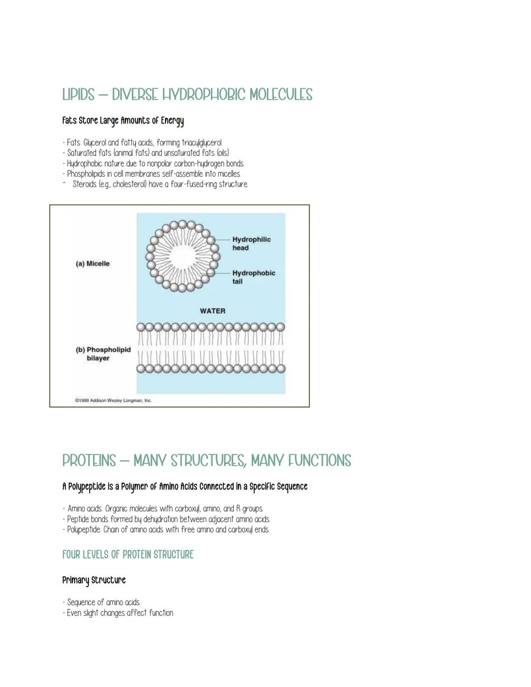 
<h2 id="chapterfivethestructureandfunctionofmacromolecules">Chapter Five: The Structure and Function of Macromolecules</h2>
<h3 id="polymer
