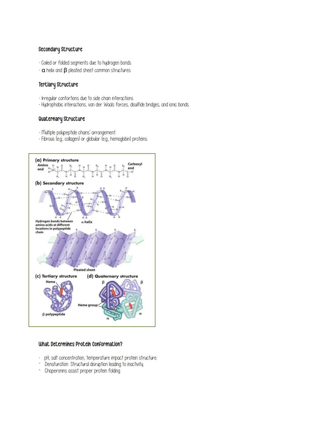 
<h2 id="chapterfivethestructureandfunctionofmacromolecules">Chapter Five: The Structure and Function of Macromolecules</h2>
<h3 id="polymer