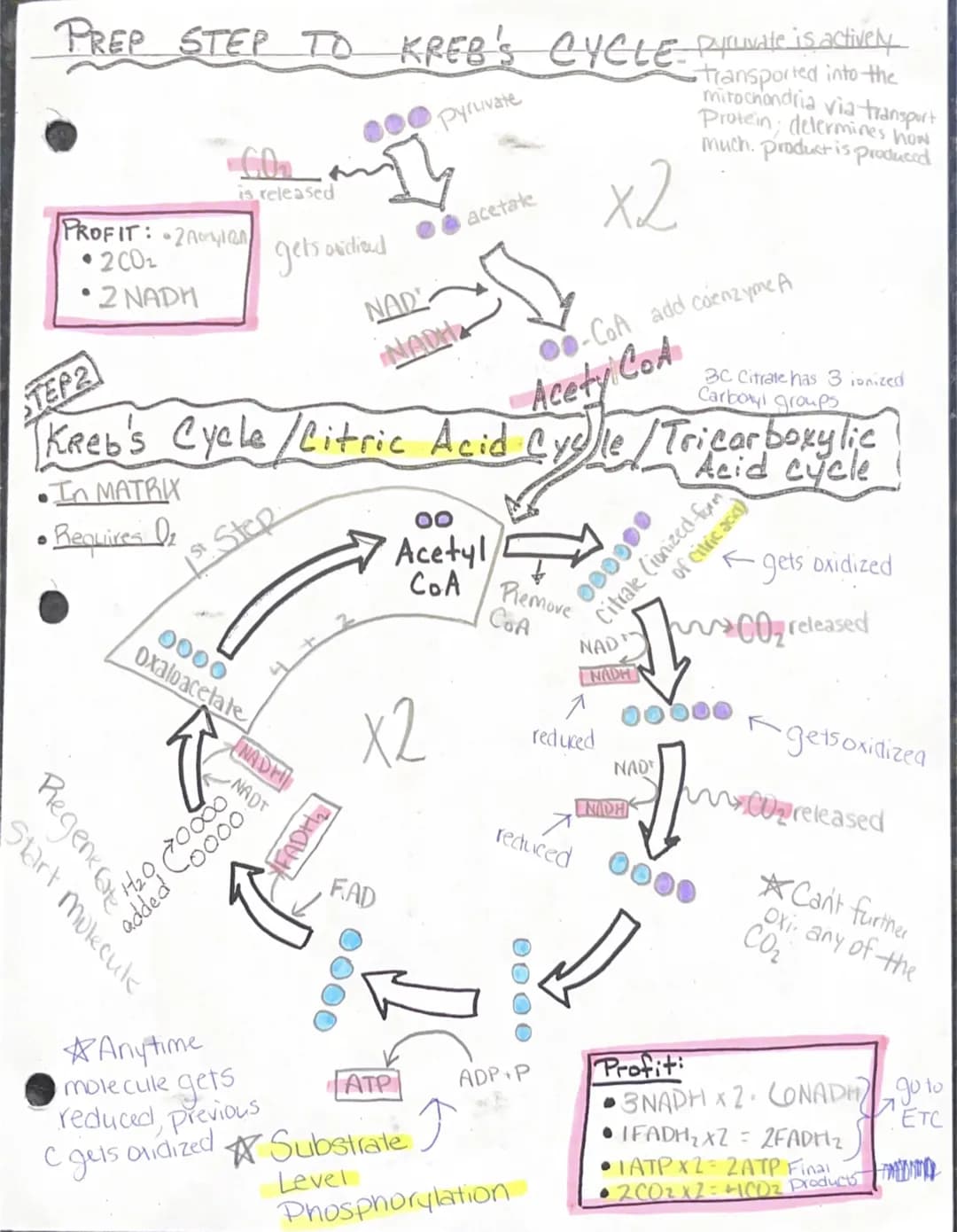 Start molecule
PREP STEP TO KREB'S CYCLE Pyruvate is actively
Pyruvate
•transported into the
mitochondria via transport
Protein; determines 