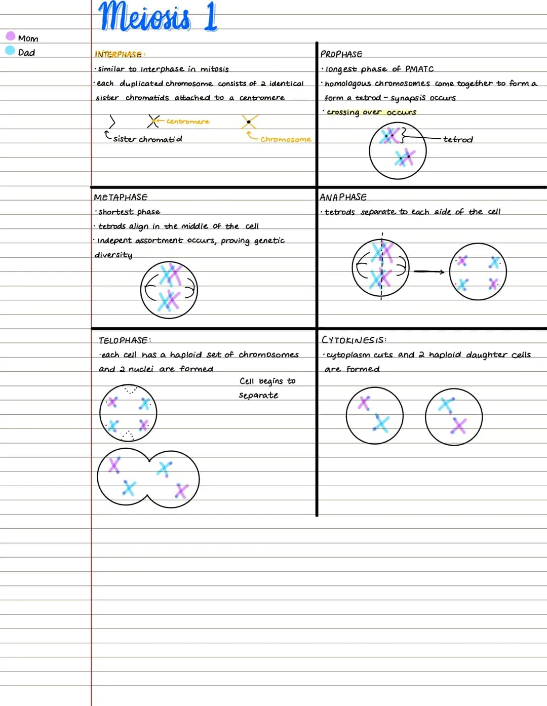 Meiosis 1 and Meiosis 2