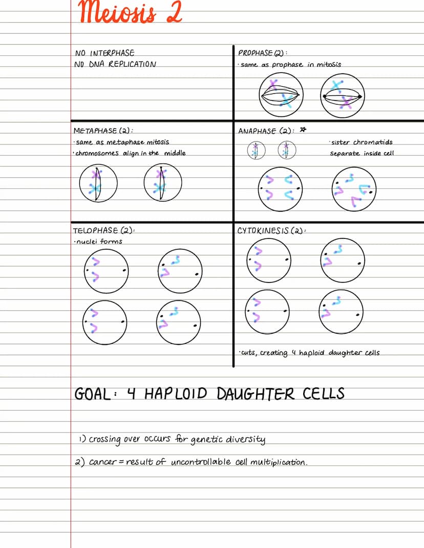 loo
Mom
Dad
Meiosis 1
INTERPHASE
• similar to interphase in mitosis.
each duplicated chromosome consists of 2 identical
sister chromatids at