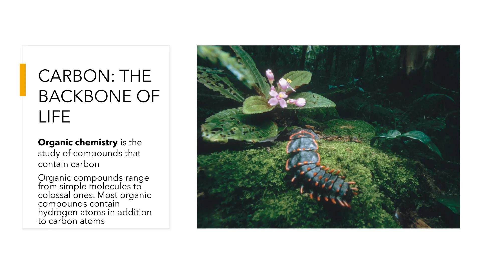 # NAT S113:
GENERAL
BIOLOGY

MIDTERMS WEEK 1 # BIOLOGICAL MOLECULES # Lesson Objectives

- Be able to recognize the roles of carbon in the m