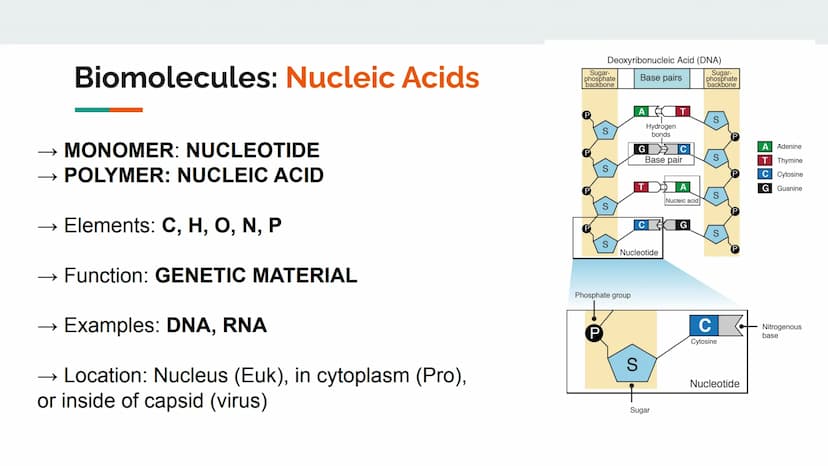 Characteristics of Life
Metabolize and breakdown food for energy
Grow and Develop
• Reproduce (heredity)
Evolve and adapt
Made of cells
Resp