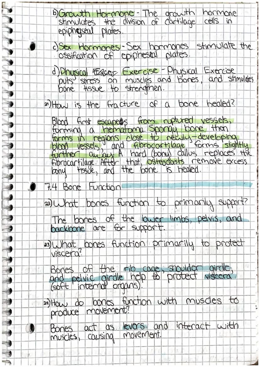 00
Chapter 7: Skeletal System
7.1 Introduction
1) List the living tissues in bone.
Bone tissue cartilage, dease connective tists tissue,
blo