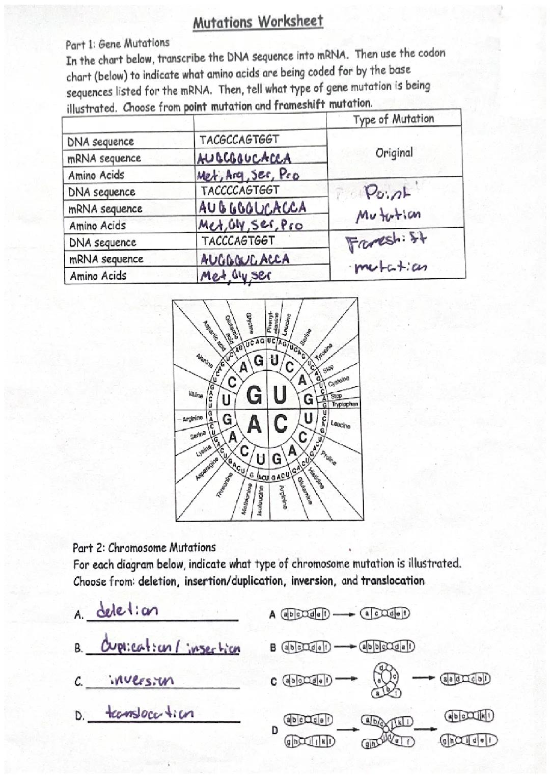 Fun Worksheet: Explore Gene Mutations & Transcribe DNA to mRNA