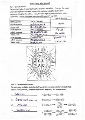 Know Mutations Worksheet thumbnail