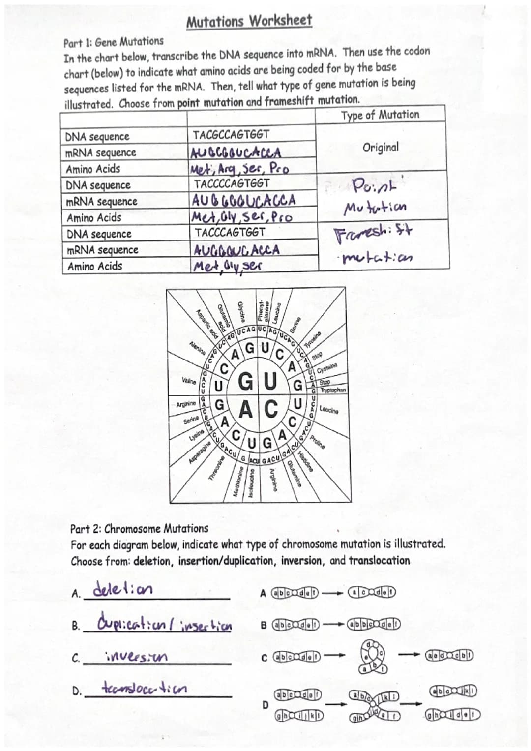 Mutations Worksheet
Part 1: Gene Mutations
In the chart below, transcribe the DNA sequence into mRNA. Then use the codon
chart (below) to in