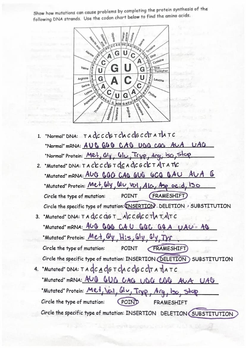 Mutations Worksheet
Part 1: Gene Mutations
In the chart below, transcribe the DNA sequence into mRNA. Then use the codon
chart (below) to in