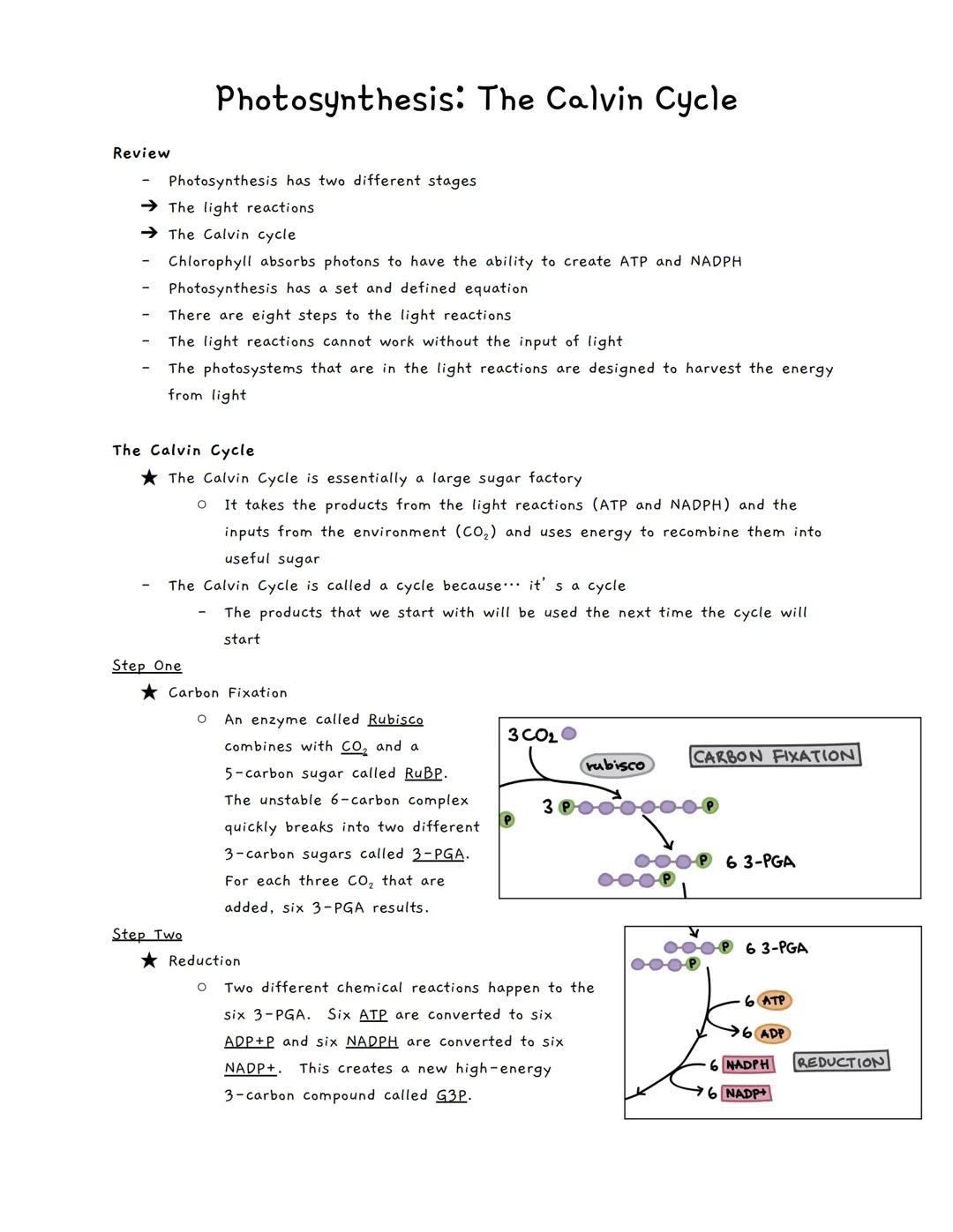 Photosynthesis: The Calvin Cycle