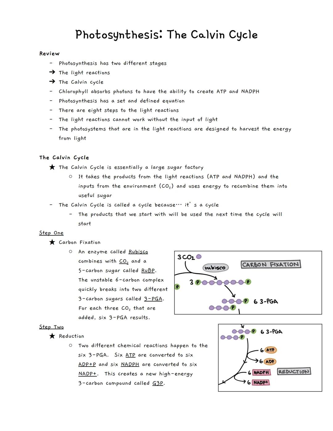 Review
Photosynthesis has two different stages
→The light reactions
The Calvin cycle
Photosynthesis: The Calvin Cycle
Chlorophyll absorbs ph