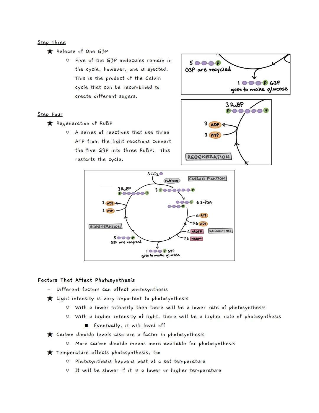 Review
Photosynthesis has two different stages
→The light reactions
The Calvin cycle
Photosynthesis: The Calvin Cycle
Chlorophyll absorbs ph