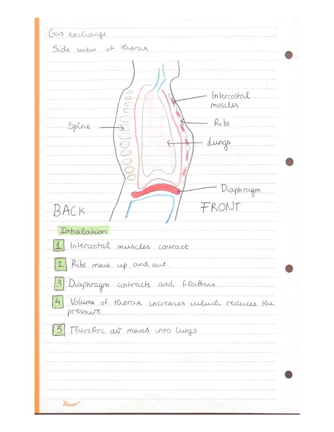 Gas exchange
Side view
Spine
BACK
1
of Thorax
Inhalation
⁰ 0 0 0 0 0 0 0 0 0
Intercostal muscles.
Kreatif
contract
Intercostal
muscles
Ribs

