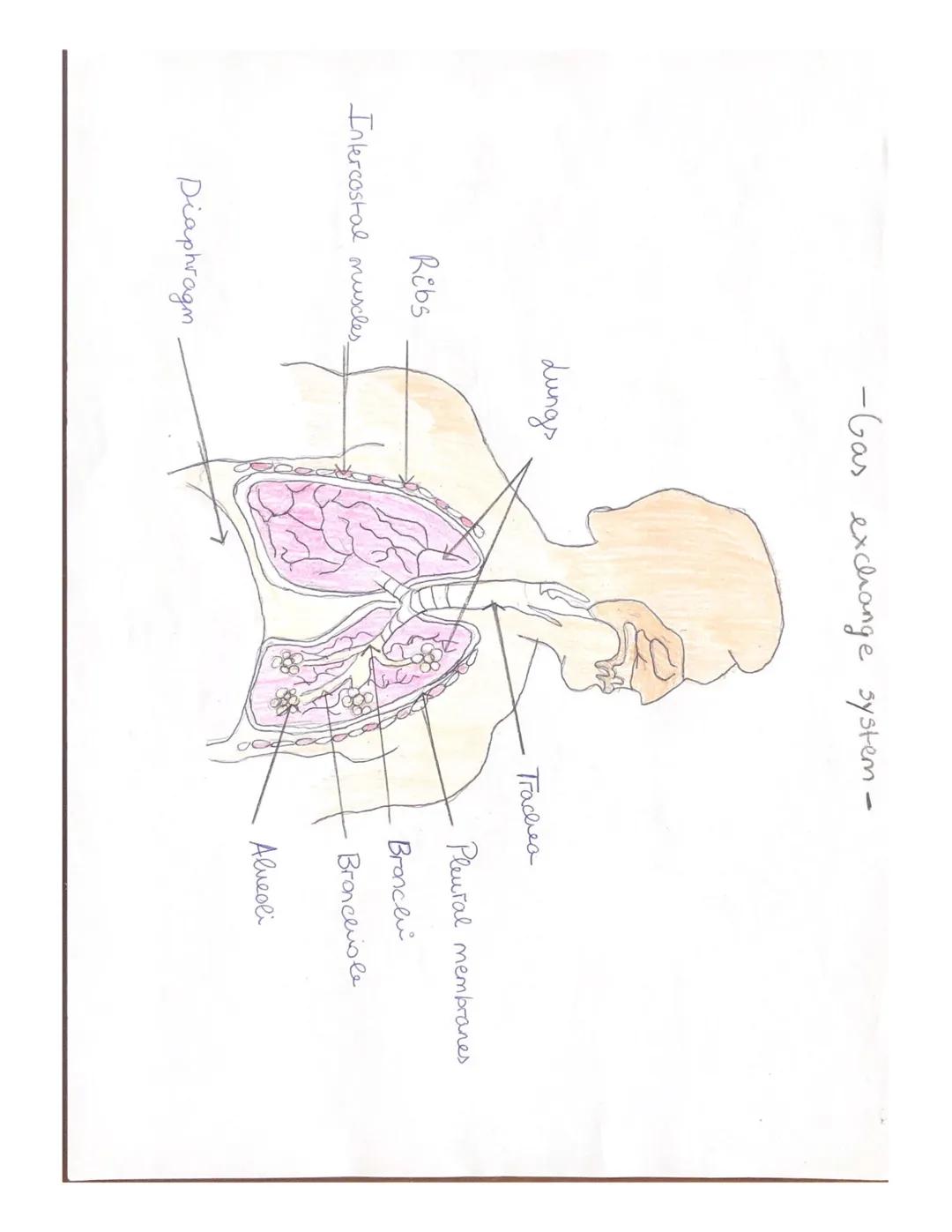 Gas exchange
Side view
Spine
BACK
1
of Thorax
Inhalation
⁰ 0 0 0 0 0 0 0 0 0
Intercostal muscles.
Kreatif
contract
Intercostal
muscles
Ribs
