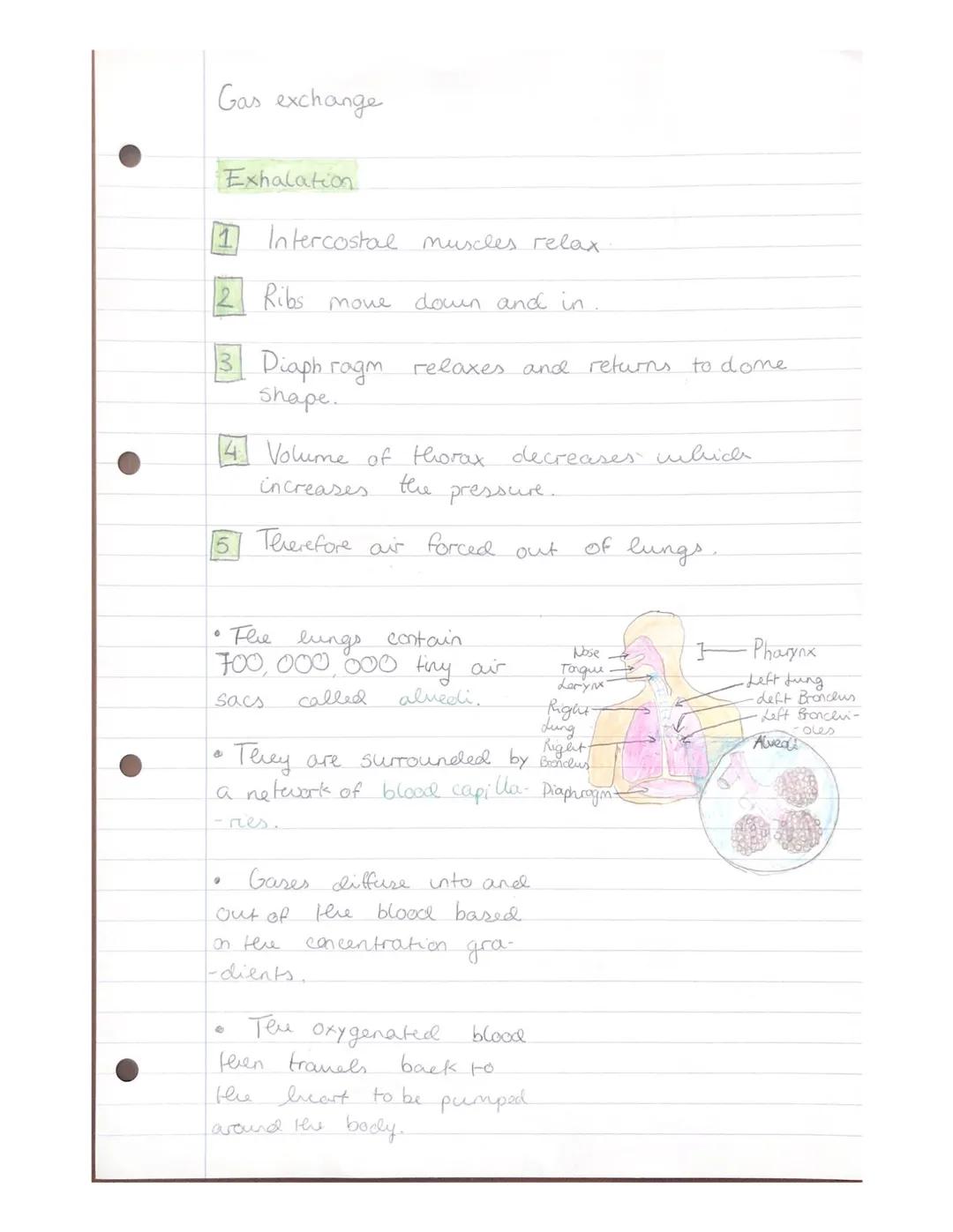 Gas exchange
Side view
Spine
BACK
1
of Thorax
Inhalation
⁰ 0 0 0 0 0 0 0 0 0
Intercostal muscles.
Kreatif
contract
Intercostal
muscles
Ribs
