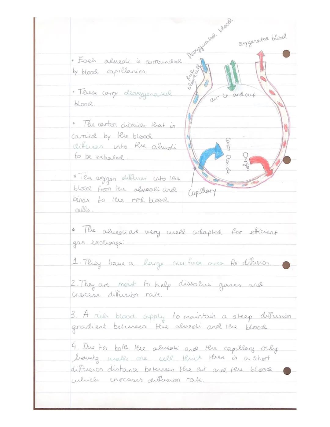 Gas exchange
Side view
Spine
BACK
1
of Thorax
Inhalation
⁰ 0 0 0 0 0 0 0 0 0
Intercostal muscles.
Kreatif
contract
Intercostal
muscles
Ribs
