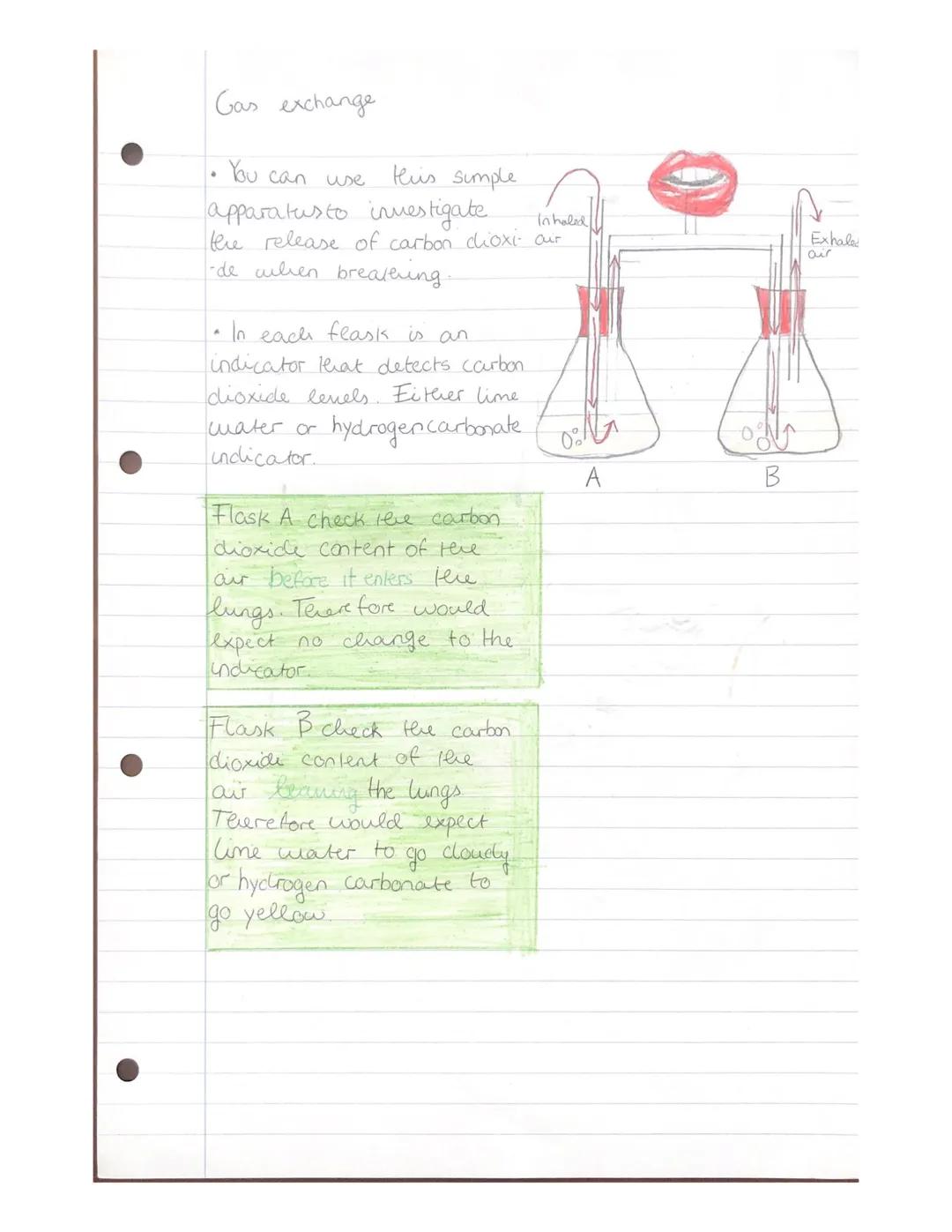Gas exchange
Side view
Spine
BACK
1
of Thorax
Inhalation
⁰ 0 0 0 0 0 0 0 0 0
Intercostal muscles.
Kreatif
contract
Intercostal
muscles
Ribs
