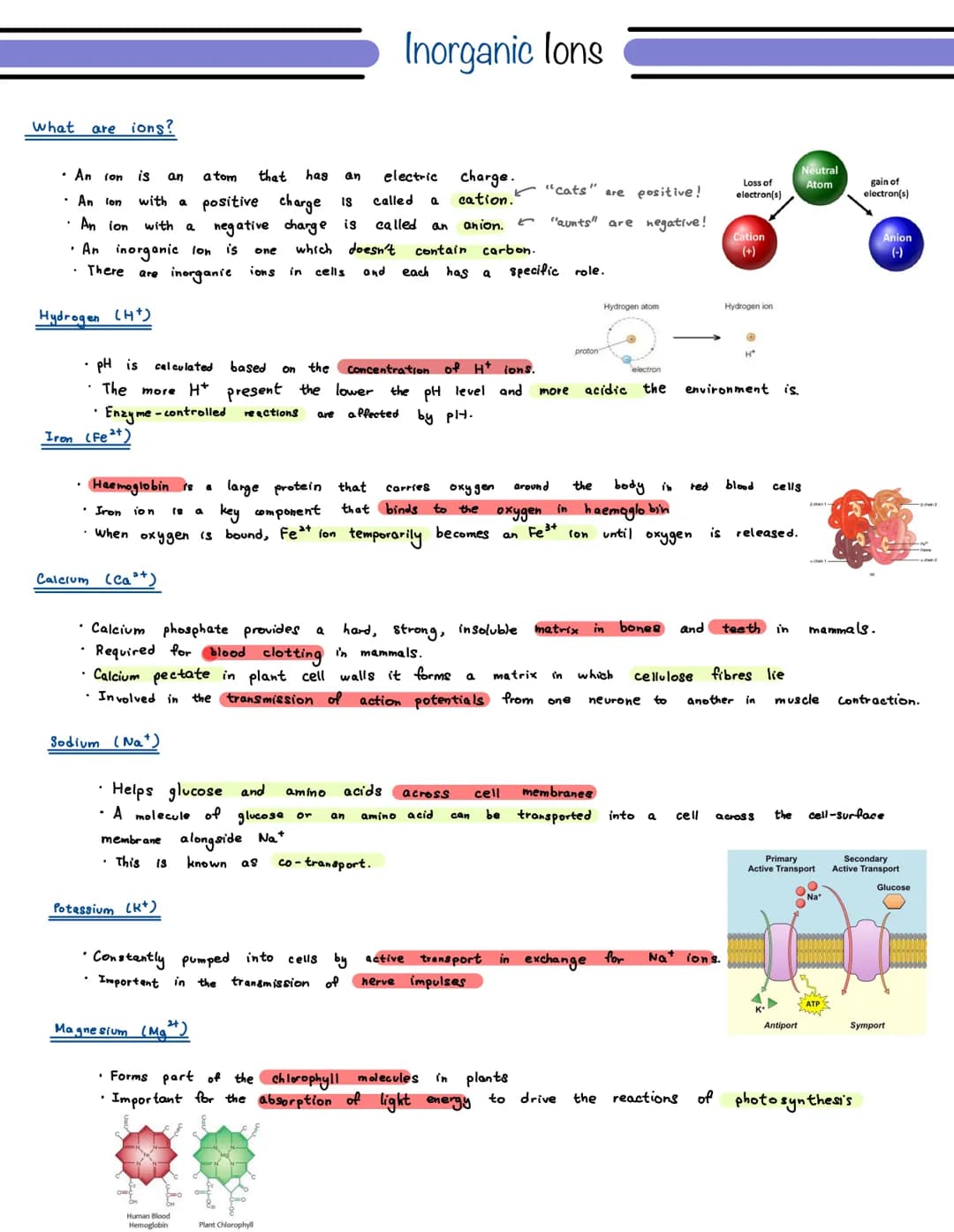 
<p>The term "ion" refers to an atom that has an electric charge, which can be either positive or negative. If the atom has a positive charg