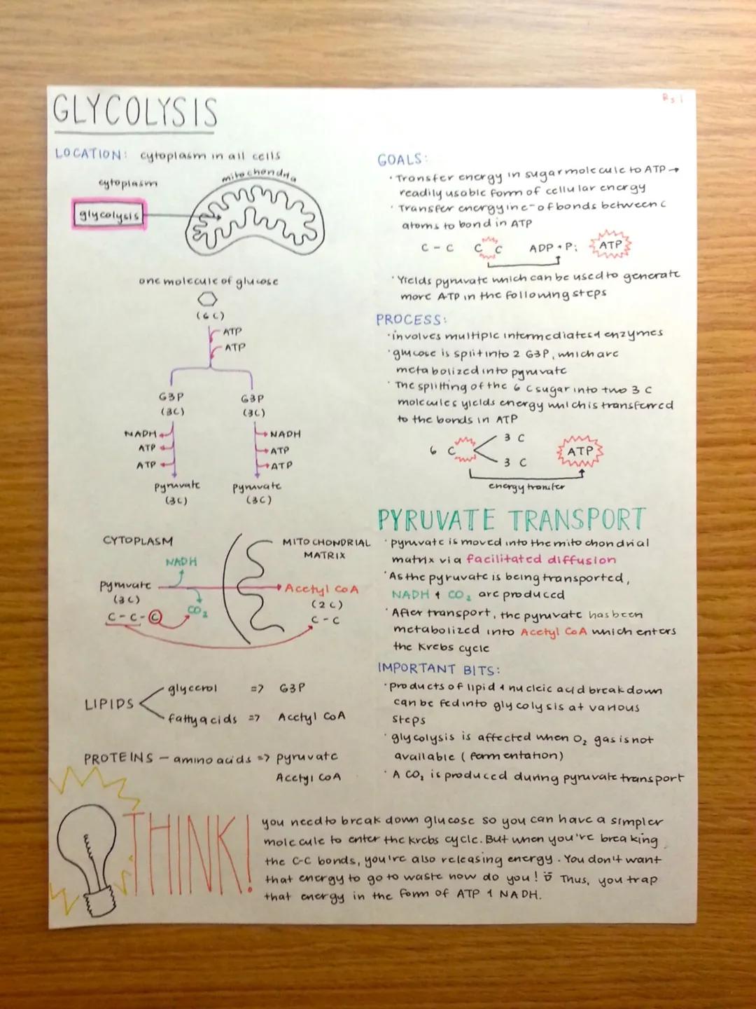 # GLYCOLYSIS

LOCATION: cytoplasm in all cells

cytoplasm

glycolysis

mitochondita

one molecule of glucose

(6C)

ATP

ATP

G3P

G3P

(3C)