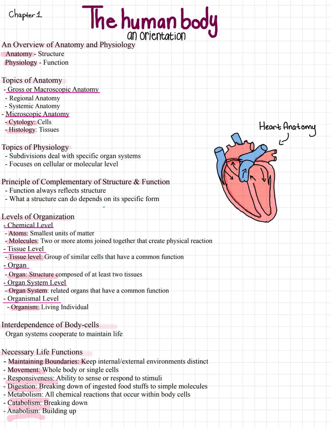 Chapter 1
The human body
an orientation
An Overview of Anatomy and Physiology
Anatomy - Structure
Physiology - Function
Topics of Anatomy
Gr