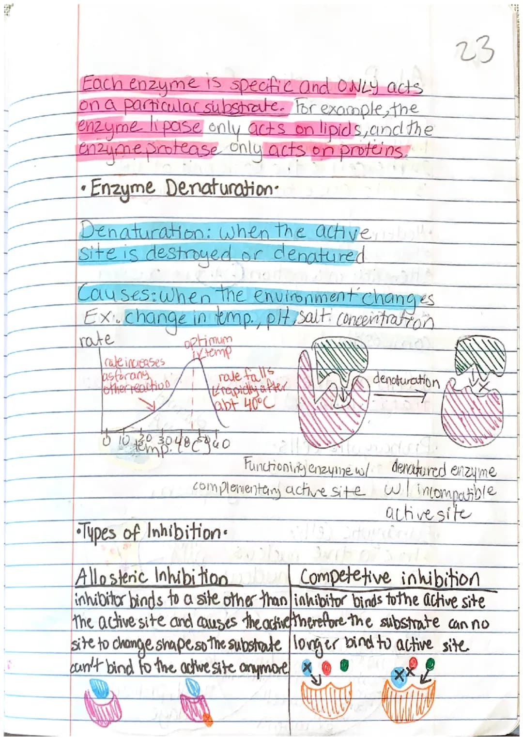 
<p>Enzymes are proteins made up of amino acids and play a crucial role in regulating chemical reactions in the body. They act as catalysts,