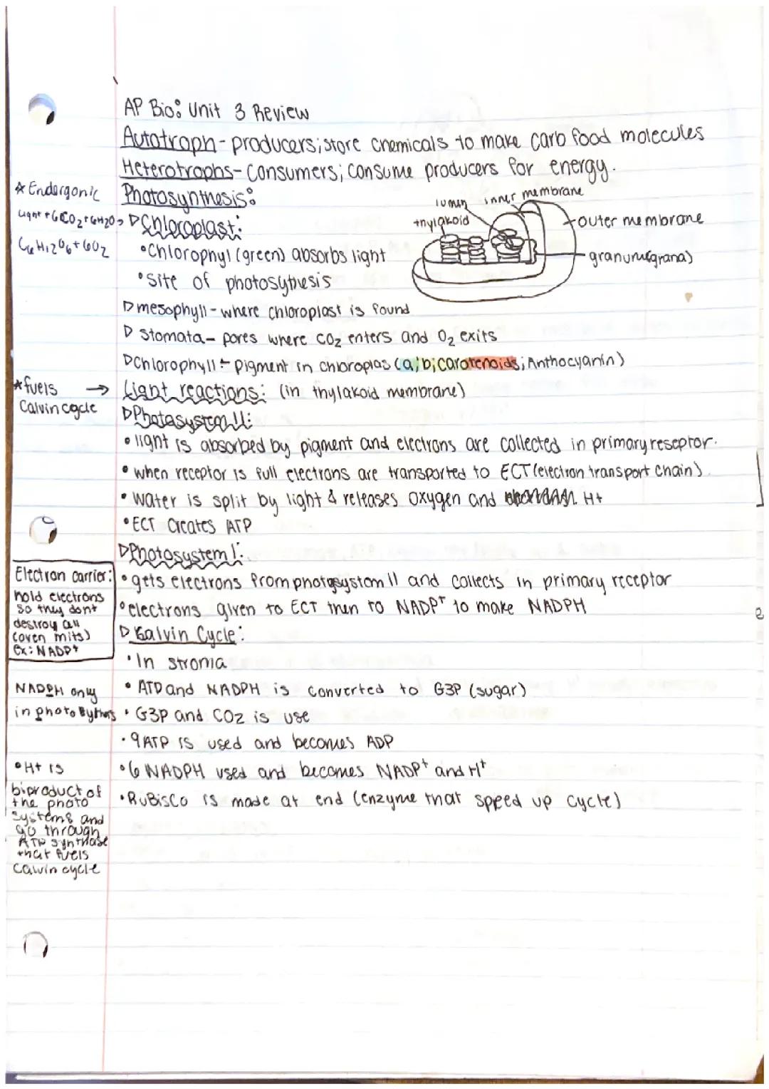 AP Bio:Eellular Energetics~unit 3 review