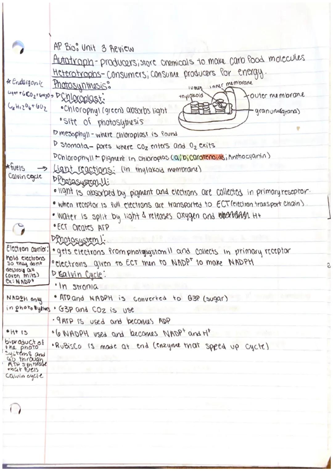 AP Bio: Unit 3 Review
Autotroph - producers; store chemicals to make carb food molecules.
Heterotrophs-Consumers; consume producers for ener