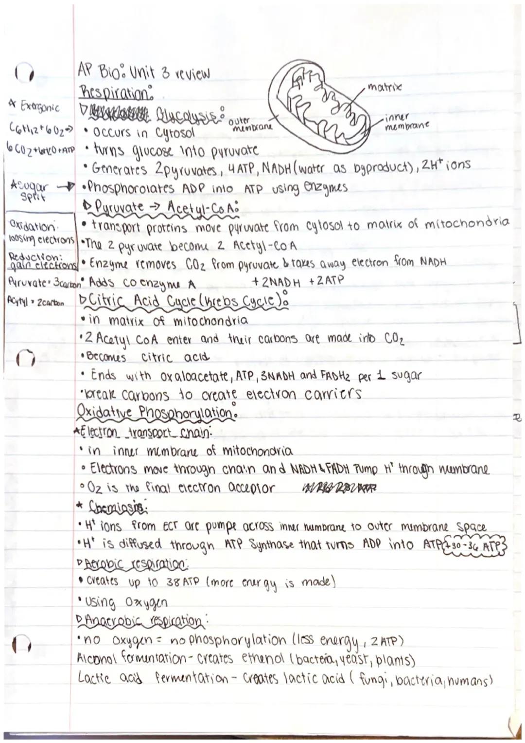 AP Bio: Unit 3 Review
Autotroph - producers; store chemicals to make carb food molecules.
Heterotrophs-Consumers; consume producers for ener