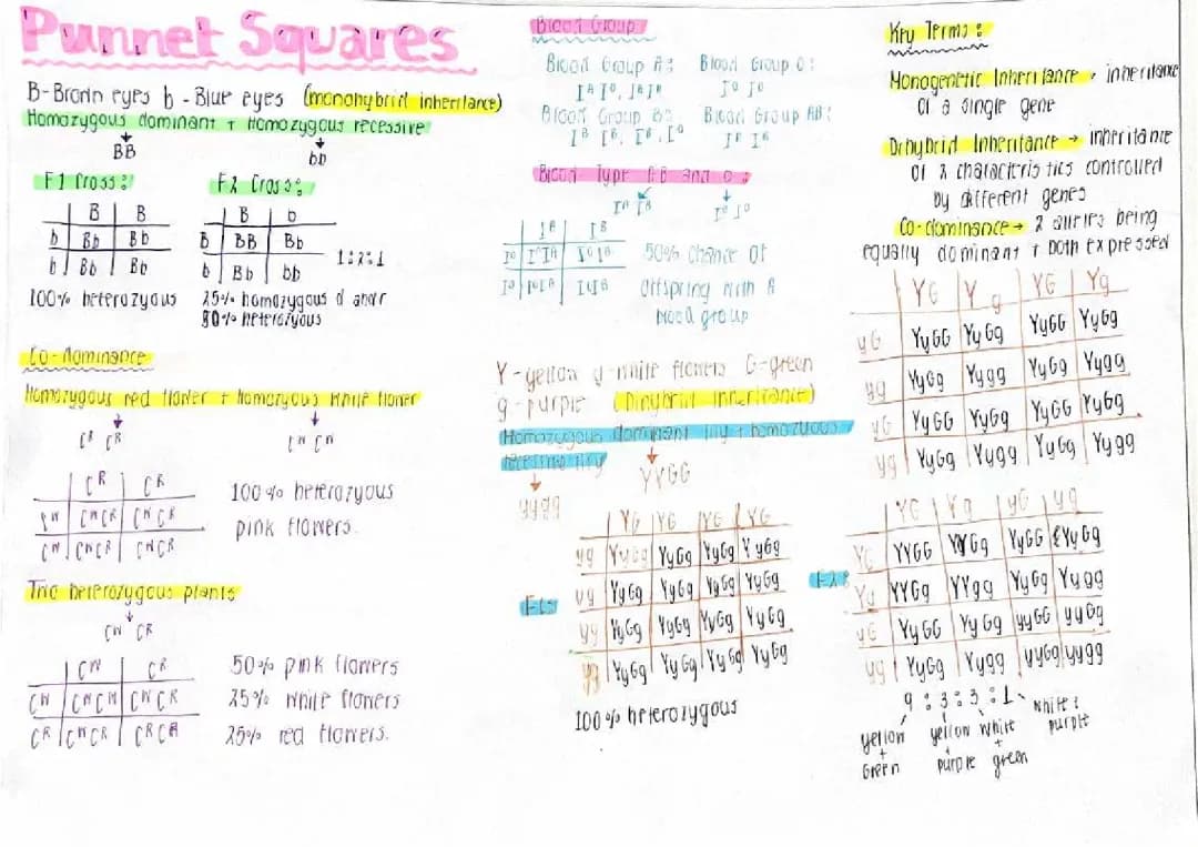 Let's Learn Punnett Squares: Inheritance, Co-Dominance, and More!
