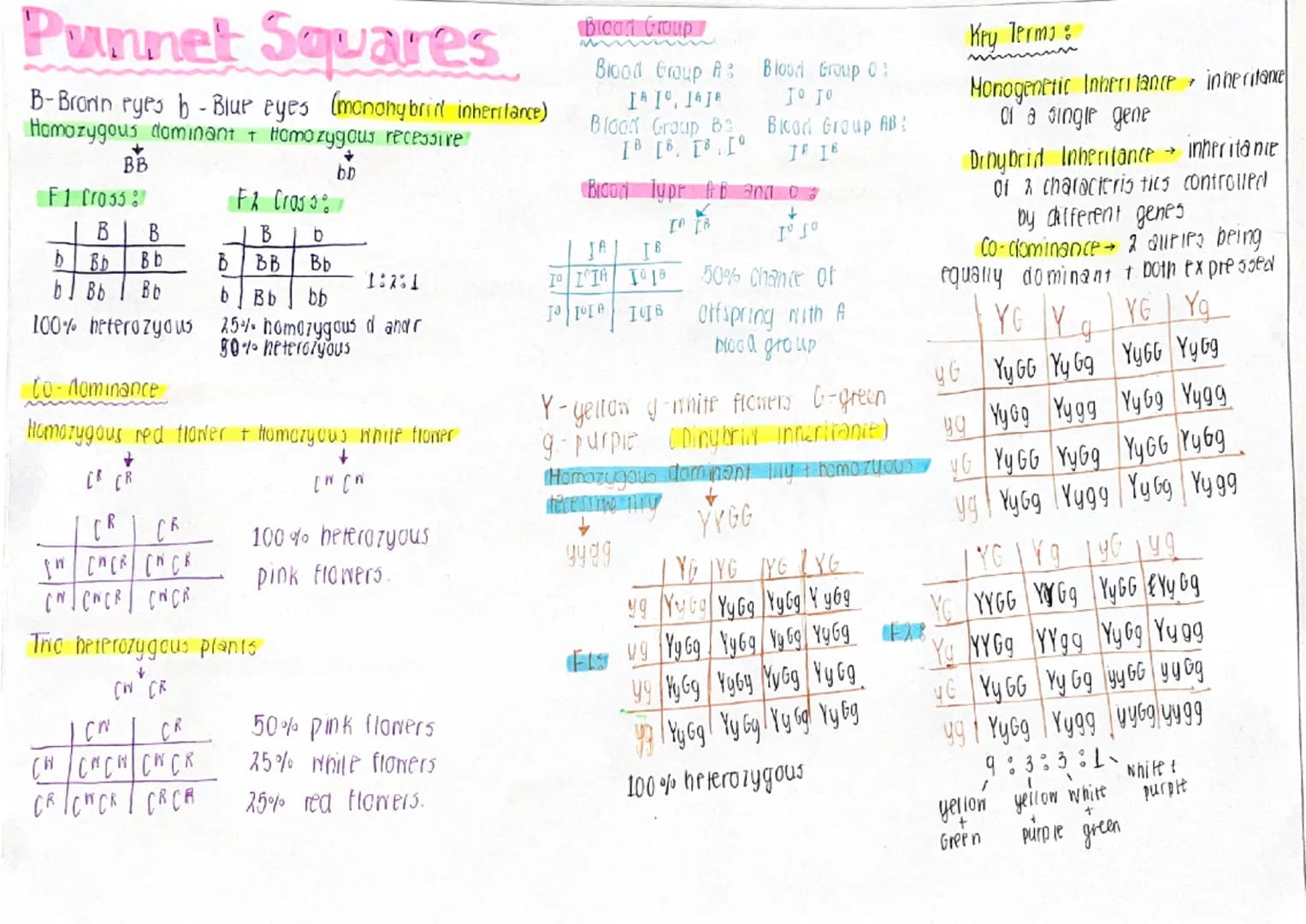 Punnet Squares
B-Brown eyes b - Blue eyes (monohybrid inheritance)
Homozygous dominant + Homozygous recessive
BB
F1 Cross
B B
Bb
D Bb
b] Bb 