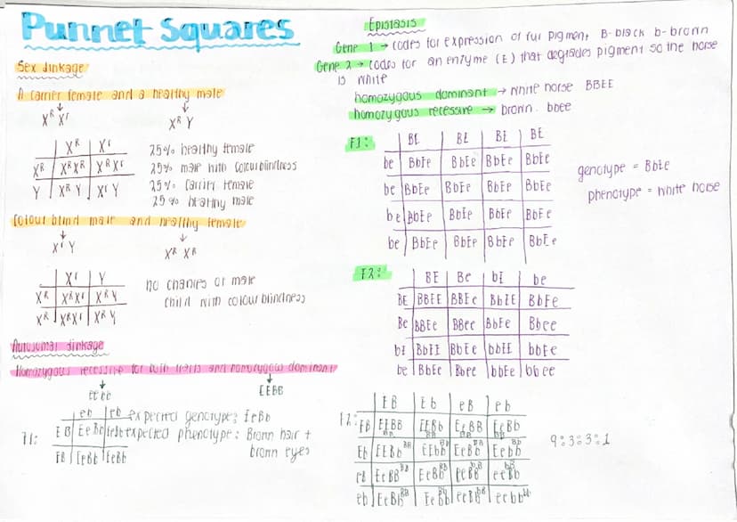 Punnet Squares
B-Brown eyes b - Blue eyes (monohybrid inheritance)
Homozygous dominant + Homozygous recessive
BB
F1 Cross
B B
Bb
D Bb
b] Bb 
