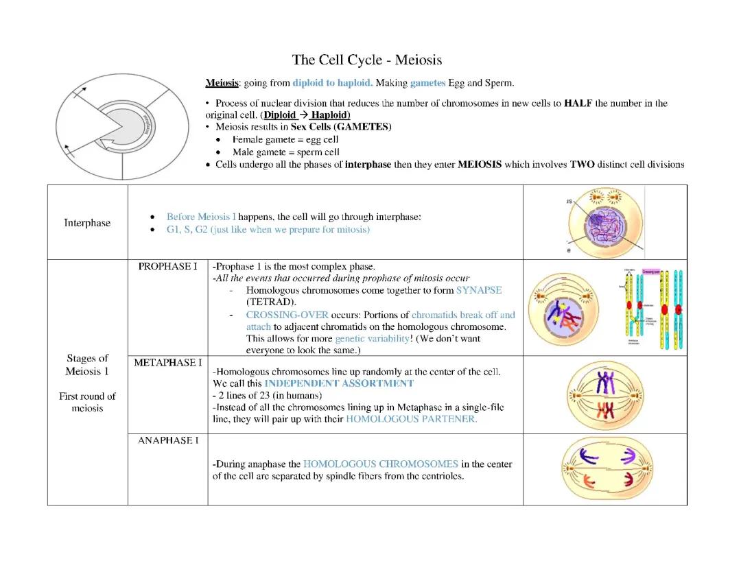 Discover Meiosis: How Cells Make Eggs and Sperm