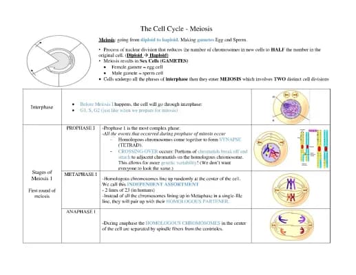 Know cell cycle notes  thumbnail